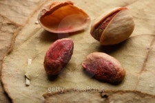 땡큐푸르트(Fruit) | Pista –A dry fruit from mountain areas of middle east... Pista –A dry fruit from mountain areas of middle east