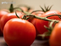 Tomato on stem 이미지 (495473137) - 게티이미지뱅크 Tomato on stem