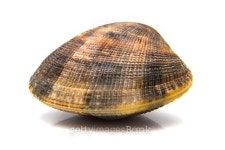 clam isolated 이미지 (522544585) - 게티이미지뱅크 clam isolated