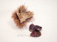 Isolated ripe chestnut 이미지 (518854741) - 게티이미지뱅크 Isolated ripe chestnut
