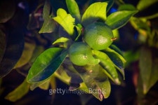 리몬트리(Limon Tree) | Limes growing on lemon tree 이미지 (463467641) - 게티이미지뱅크 Limes growing on lemon tree