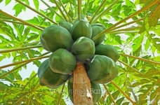 파파프루츠(Papa Fruits) | Papaya Fruits 이미지 (465404991) - 게티이미지뱅크 Papaya Fruits