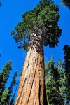 큰나무 여행(BIG TREE TOUR) | One of the biggest Sequoia tree in the world, USA 이미지... 게티이미지뱅크 One of the biggest Sequoia tree in the world, USA