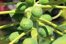 파파프루츠(Papa Fruits) | Papaya fruits 이미지 (502479719) - 게티이미지뱅크 Papaya fruits