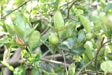리몬트리(Limon Tree) | Lime on the tree 이미지 (520298693) - 게티이미지뱅크 Lime on the tree