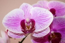 빅:난이들 | Big Orchid 이미지 (517095397) - 게티이미지뱅크 Big Orchid