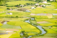 (재)벼꽃마을 | Rice field and a village 이미지 (503311333) - 게티이미지뱅크 Rice field and a village