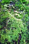 small plant near the waterfall 이미지 (466614645) - 게티이미지뱅크 small plant near the waterfall