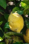리몬트리(Limon Tree) | Yellow ripe lemon hanging from the tree 이미지 (514912925) - 게티이미지뱅크 Yellow ripe lemon hanging from the tree