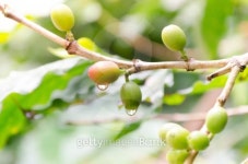 Cofeee Green Bean(커피그린빈) | Green fresh coffee beans with water drop on a coffee tree.... 이미지 (506973593) - 게티이미지뱅크 Green fresh coffee beans...