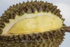 Durian the king of fruits in Thailand 이미지 (496718401) - 게티이미지뱅크 Durian the king of fruits in Thailand