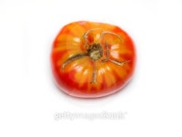 Tomato. 이미지 (470754377) - 게티이미지뱅크 Tomato.