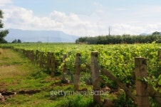 Rows of grapevines on the field in Thailand 이미지 (477023521) - 게티이미지뱅크 Rows of grapevines on the field in Thailand