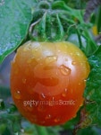 Tomato on a plant 이미지 (477237131) - 게티이미지뱅크 Tomato on a plant