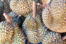 Durian - King of fruits in Thailand 이미지 (474283640) - 게티이미지뱅크 Durian - King of fruits in Thailand