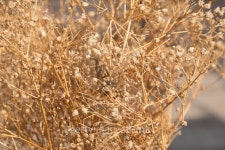 Bouquet of dry flower 이미지 (478597534) - 게티이미지뱅크 Bouquet of dry flower