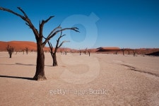 Deadvlei Mudflat 이미지 (481103994) - 게티이미지뱅크 Deadvlei Mudflat
