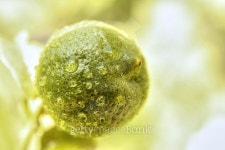 리몬트리(Limon Tree) | limón,lemon,nature,naturaleza,abstracto,cÃtrico,citrus 이미지 (497608684) - 게티이미지뱅크 limón,lemon,nature...