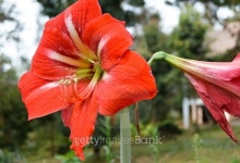 Red lilies ready to be picked to make flower arrangements... Red lilies ready to be picked to make flower arrangements