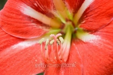 Red lilies ready to be picked to make flower arrangements... Red lilies ready to be picked to make flower arrangements