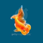 Goldfish 이미지 (483668842) - 게티이미지뱅크 Goldfish