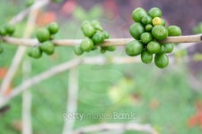Cofeee Green Bean(커피그린빈) | green coffee bean, coffee tree with beans 이미지 (482659322) - 게티이미지뱅크 green coffee bean, coffee tree with beans