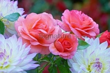 Rose Aprikola with dahlias 이미지 (472697378) - 게티이미지뱅크 Rose Aprikola with dahlias