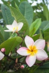 Frangipani flowers 이미지 (488476070) - 게티이미지뱅크 Frangipani flowers