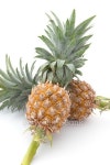 Pineapple isolated on white background 이미지 (490282766) - 게티이미지뱅크 Pineapple isolated on white background