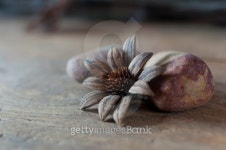 Handcraft from seed shell and natural products 이미지 (476344980) - 게티이미지뱅크 Handcraft from seed shell and natural products