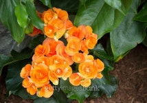 Begonia - Stock Image 이미지 (484272138) - 게티이미지뱅크 Begonia - Stock Image