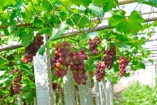 규민네포도밭 | Ripe grapes in his vineyard 이미지 (488079884) - 게티이미지뱅크 Ripe grapes in his vineyard