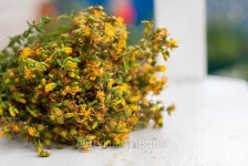 big bunch yellow flowers Hypericum on white background. 이미지... big bunch yellow flowers Hypericum on white background.