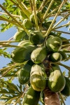 파파프루츠(Papa Fruits) | Papaya Fruits 이미지 (501931164) - 게티이미지뱅크 Papaya Fruits