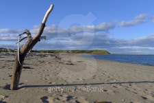 driftwood on peninsula quebec along whale route 이미지 (484230640) - 게티이미지뱅크 driftwood on peninsula quebec along whale...