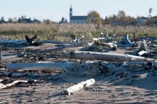 driftwood and church at peninsula quebec along whale route 이미지 (483874426) - 게티이미지뱅크 driftwood and church at...