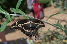 American Swallowtail Butterfly 이미지 (479560864) - 게티이미지뱅크 American Swallowtail Butterfly