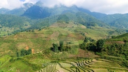 (재)벼꽃마을 | village agriculture Terraced Rice Field hill 이미지 (489785082) - 게티이미지뱅크 village agriculture Terraced Rice Field hill