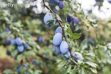 Purple Plums 이미지 (498523498) - 게티이미지뱅크 Purple Plums