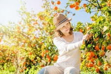 Caucasian girl harvesting mandarins and oranges in organic farm 이미지 (482040974) - 게티이미지뱅크 Caucasian girl...