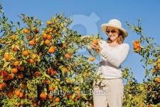 Caucasian girl harvesting mandarins and oranges in organic farm 이미지 (481978028) - 게티이미지뱅크 Caucasian girl...