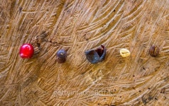 Coffee beans, peeled, dry and roasted 이미지 (500729398) - 게티이미지뱅크 Coffee beans, peeled, dry and roasted