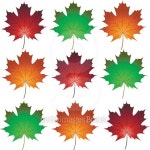 maple leaves 이미지 (488906314) - 게티이미지뱅크 maple leaves