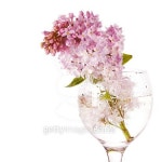 Lilac bouquet in a glass. 이미지 (464476864) - 게티이미지뱅크 Lilac bouquet in a glass.