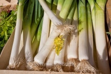 농업회사법인 인더후레쉬 주식회사 | Fresh leeks in a rural farmers market 이미지 (479318142) - 게티이미지뱅크 Fresh leeks in a rural farmers market