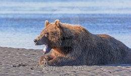 GOOD MEAL 광화문점 | Bear Yawn after a Good Meal 이미지 (501261864) - 게티이미지뱅크 Bear Yawn after a Good Meal