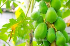 파파프루츠(Papa Fruits) | papaya fruits 이미지 (503915736) - 게티이미지뱅크 papaya fruits