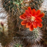 프레시오소블룸 | Blooming cactus Aylostera. 이미지 (503313196) - 게티이미지뱅크 Blooming cactus Aylostera.