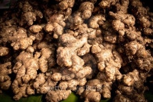 앙호두원주 | ginger 이미지 (503654814) - 게티이미지뱅크 ginger