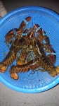 바다낚시 > 점주선장조황 > 리얼바다낚시존 금일 조황입니다